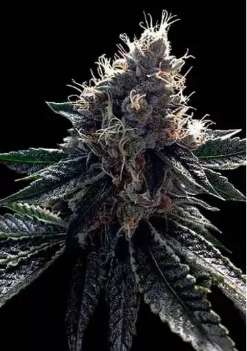 SOUR KOSHER