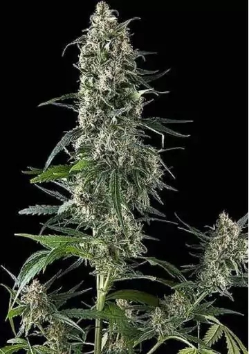 AMNESIA GOLD