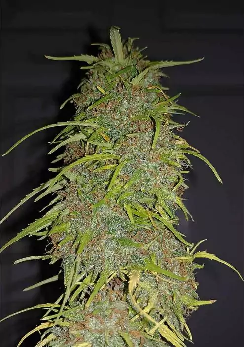 AUTO SPEED BUD