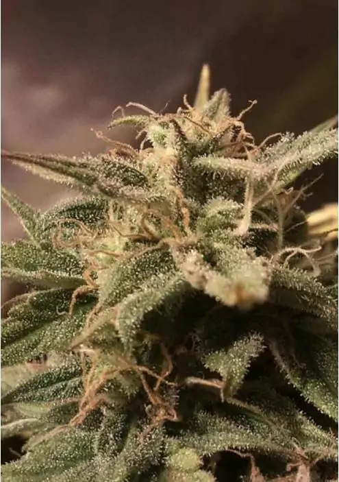 AUTO BUBBLE