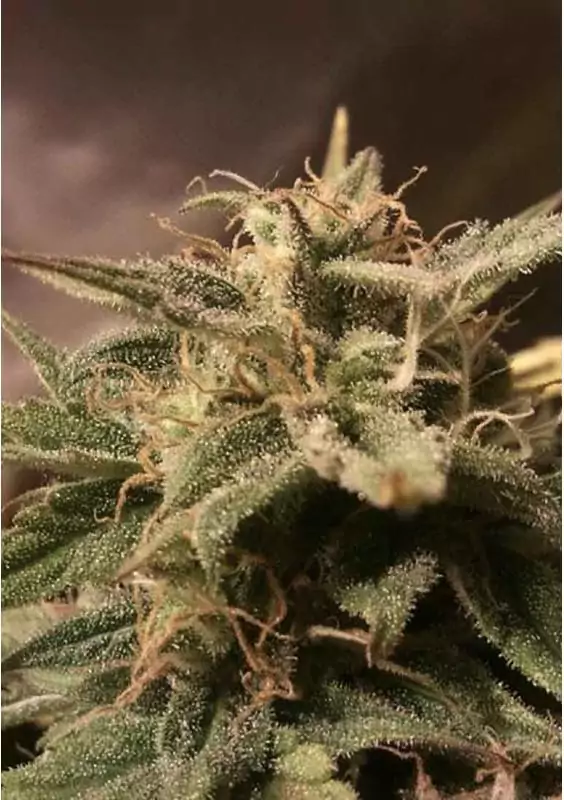 AUTO BUBBLE