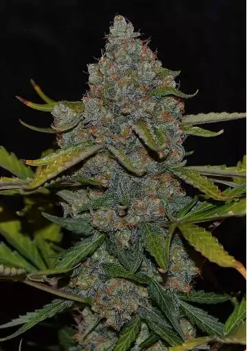 AUTO CBG