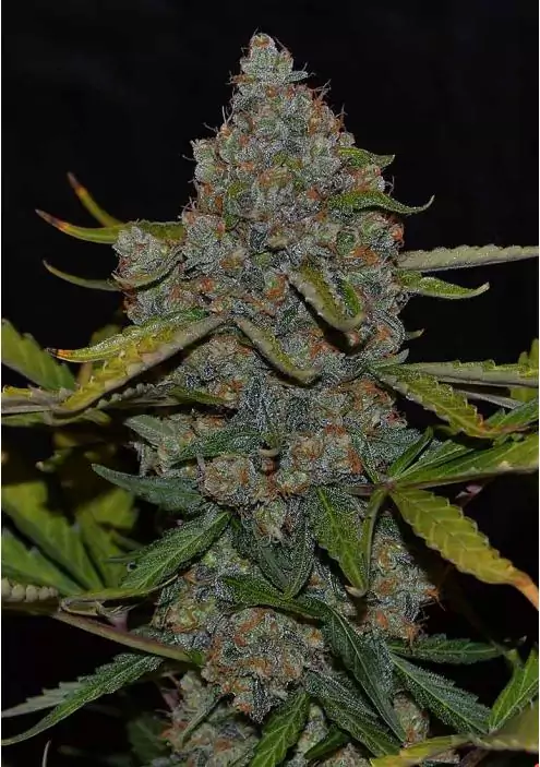 AUTO CBG