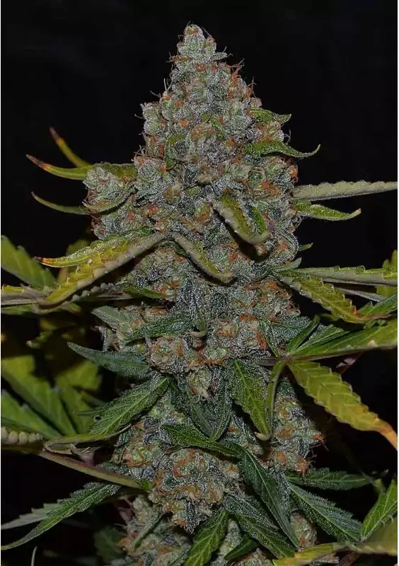 AUTO CBG