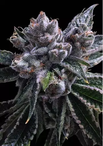 EL FUEGO AUTO