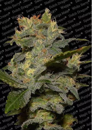 AUTO JACK