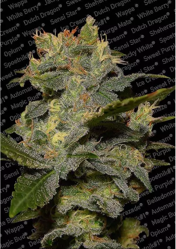AUTO JACK