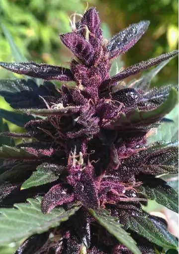 PURPLE KUSH