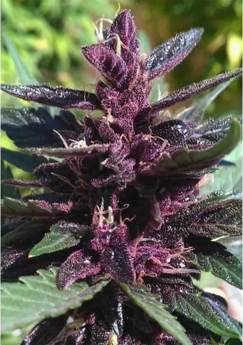 PURPLE KUSH