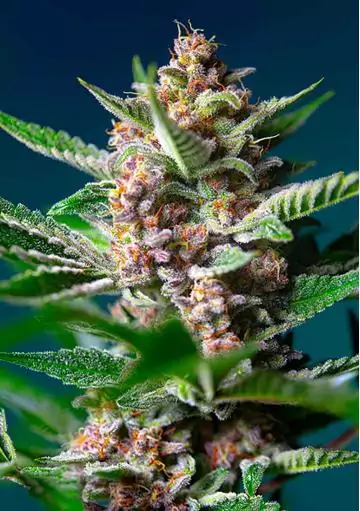 PURPLE PUNCH OG