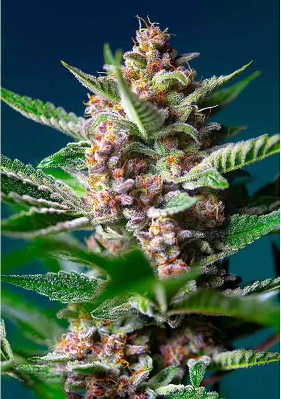 PURPLE PUNCH OG