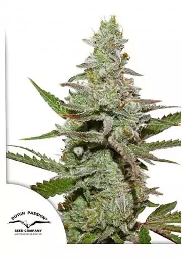 AMSTERDAM AMNESIA