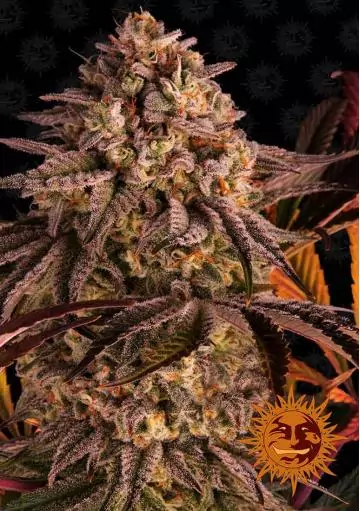 BLUE SUNSET SHERBERT