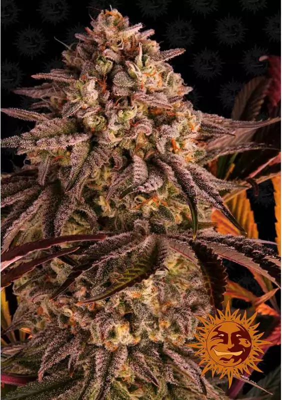 BLUE SUNSET SHERBERT