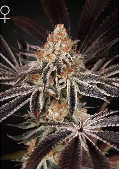 DARK PHOENIX
