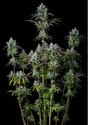 BIG BUD AUTO