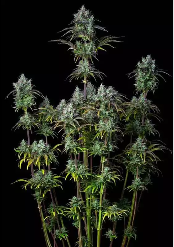 BIG BUD AUTO