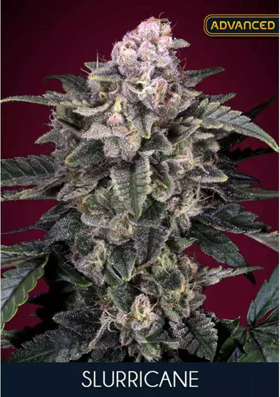 SLURRICANE