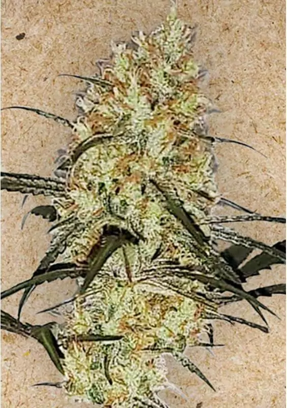 GRAPE AMNESIA