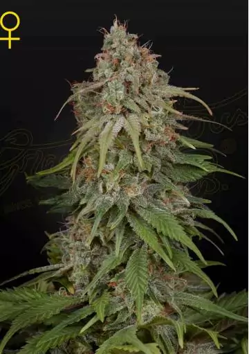 GH AMNESIA