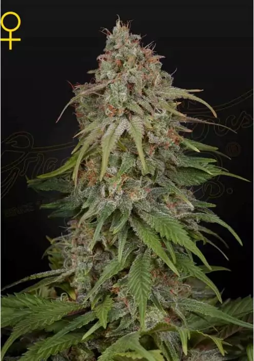 GH AMNESIA