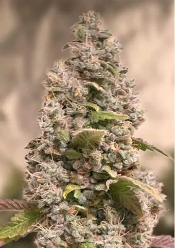 GORILLA COOKIES FAST