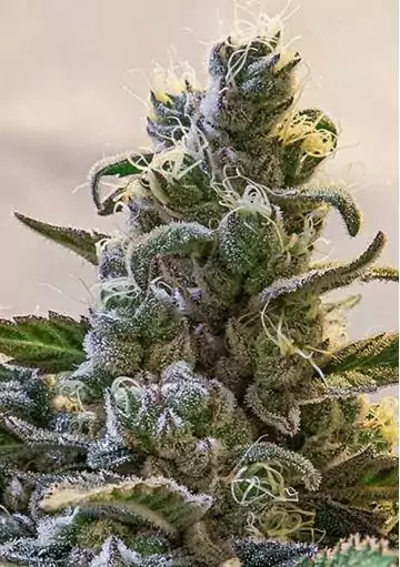 AUTO LEMON CAKE