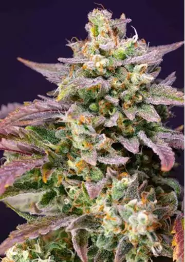 AUTO PURPLE PUNCH OG XL