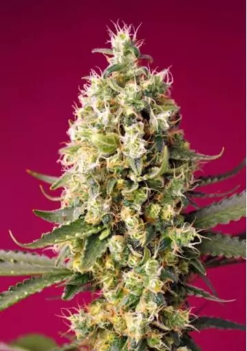 AUTO SKYWALKER OG RUNTZ XL