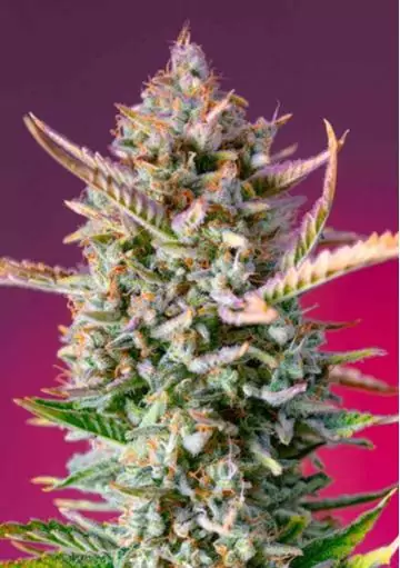GORILLA SHERBET FAST VERSION
