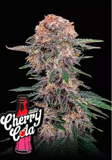 CHERRY COLA AUTO