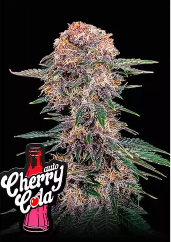 CHERRY COLA AUTO
