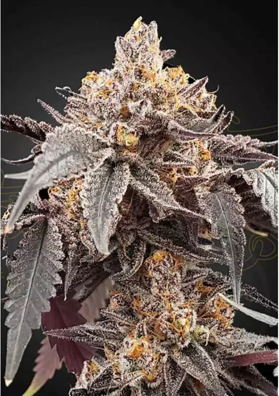 AUTO GUAVA OG X GELATO 41