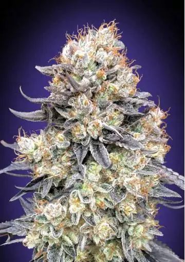 AUTO PURPLE PUNCH