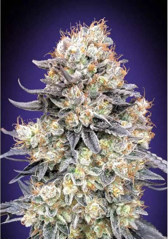 AUTO PURPLE PUNCH
