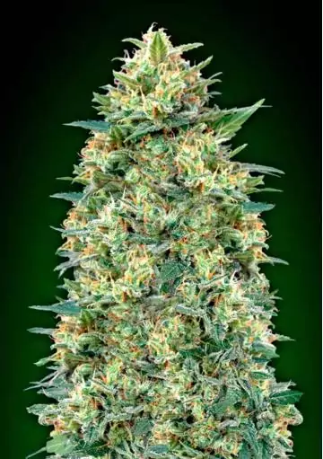 AUTO WHITE WIDOW