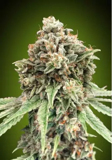 SWEET CRITICAL FAST