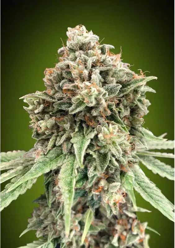 SWEET CRITICAL FAST