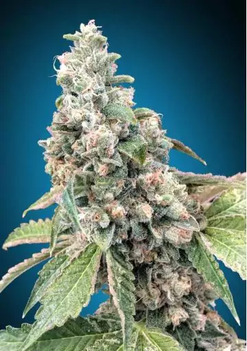HARLEQUIN CBD