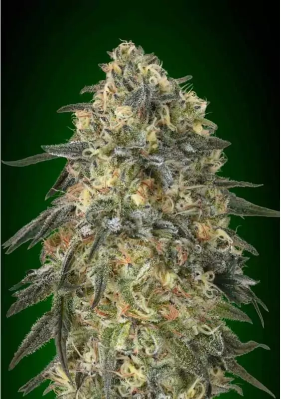 GORILLA