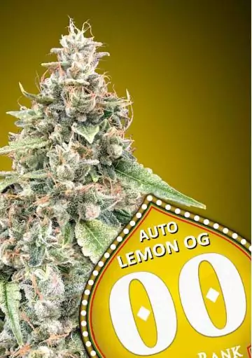 AUTO LEMON OG