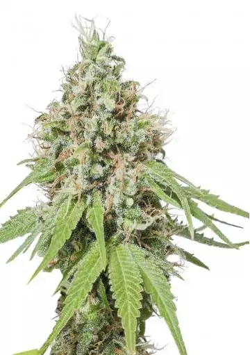 AK 420