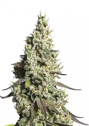 MOBY DICK AUTO