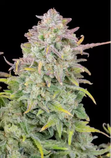 AUTO TRAINWRECK