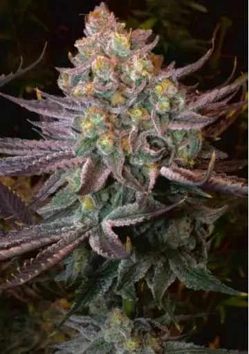 Semillas de marihuana SERIOTICA de Serious Seeds
