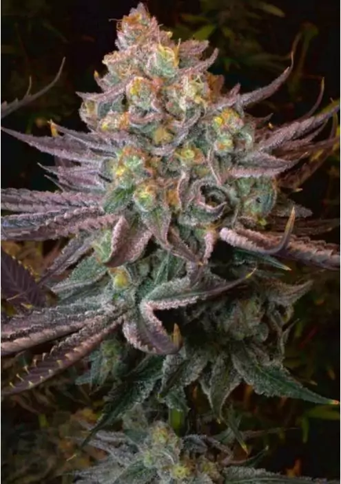 Semillas de marihuana SERIOTICA de Serious Seeds