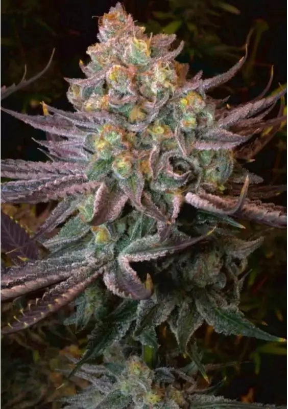 Semillas de marihuana SERIOTICA de Serious Seeds