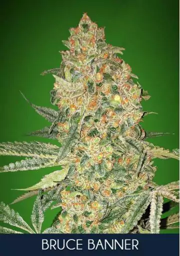 BRUCE BANNER