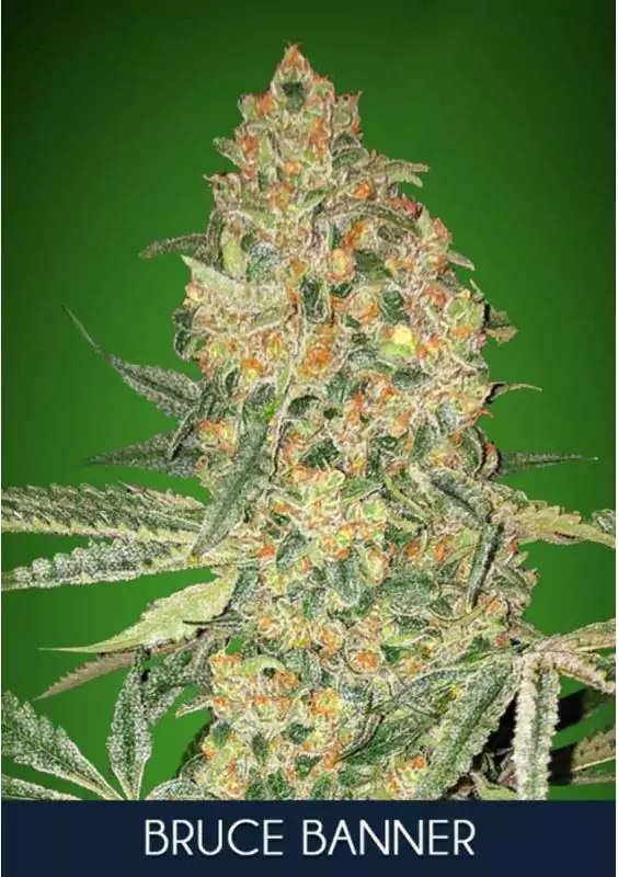 BRUCE BANNER