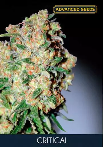 CRITICAL ADVANCED SEEDS